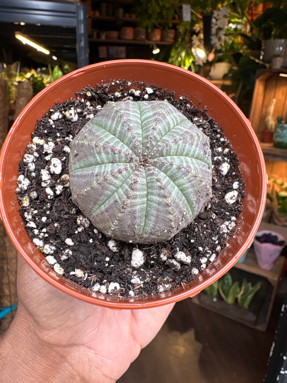 A Euphorbia Obesa plant in front of Urban Tropicana’s Plant Shop in Chiswick London