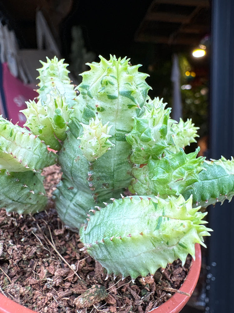 A Euphorbia Pseudoglobosa Variegata plant in front of Urban Tropicana’s plant shop in Chiswick, London