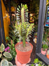 A Euphorbia Trigona Rubra plant in front of Urban Tropicana’s Plant Shop in Chiswick London