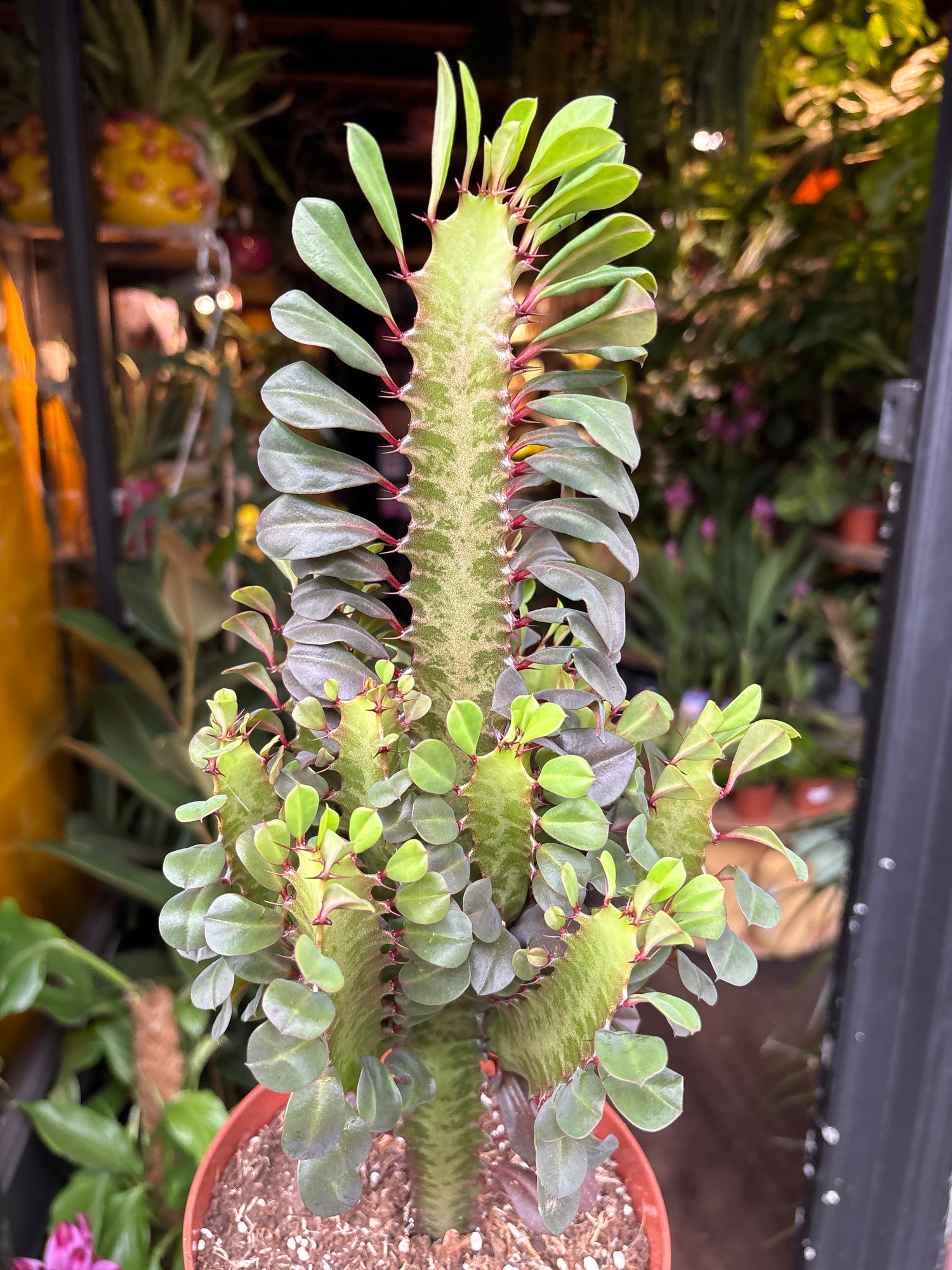 A Euphorbia Trigona Rubra plant in front of Urban Tropicana’s Plant Shop in Chiswick London