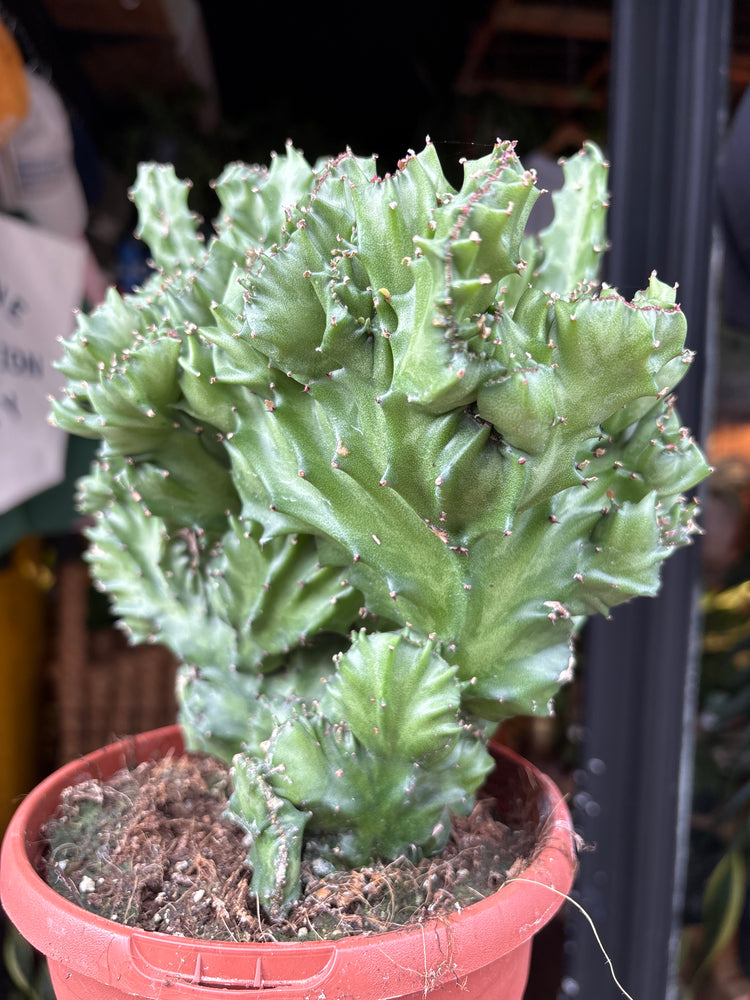 Euphorbia lactea ‘Cristata’ crested succulent in 17cm pot outside Urban Tropicana plant shop in Chiswick, London
