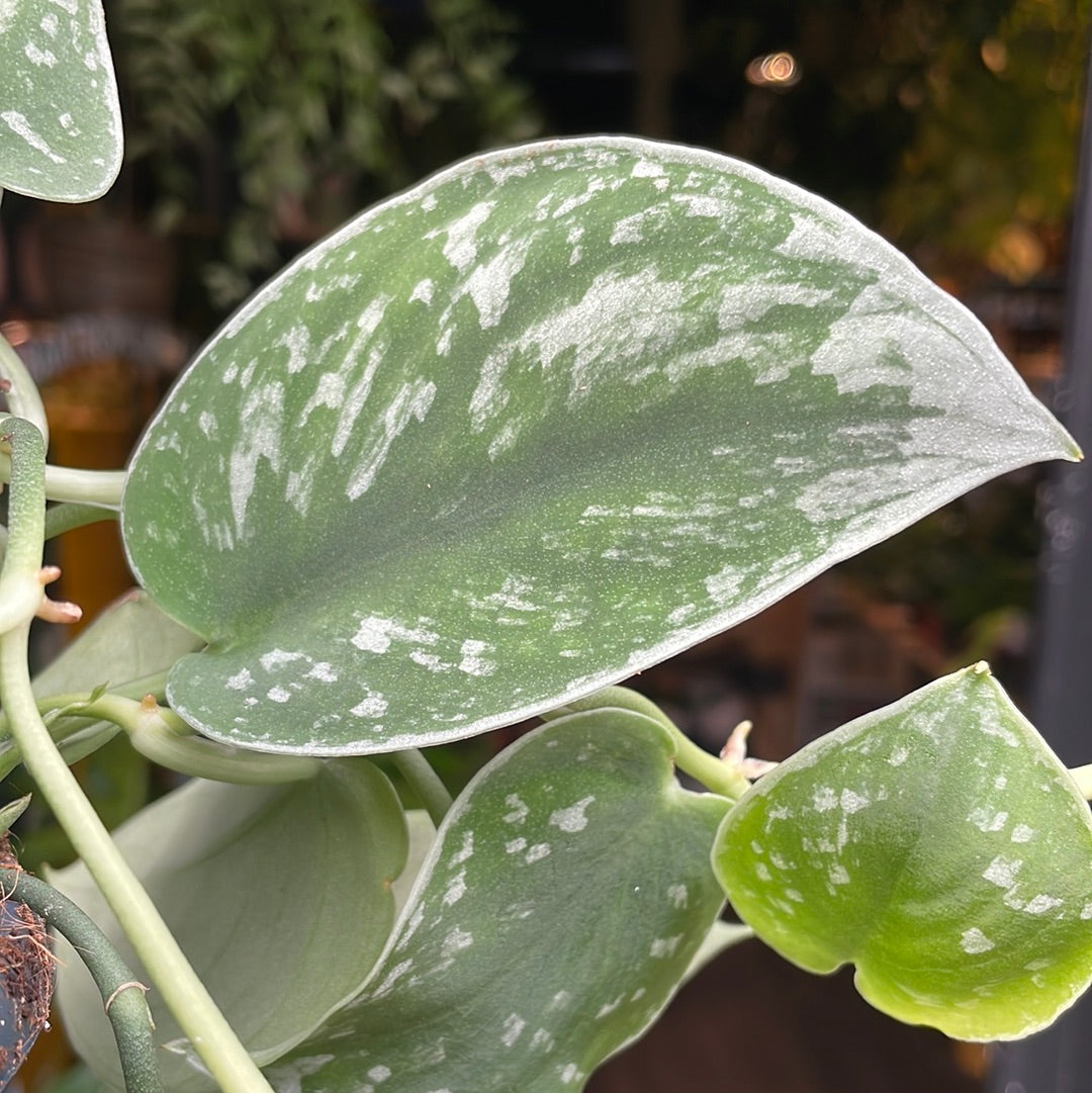A Scindapsus Silvery Ann plant also known as a Silver Satin 
Pothos in front of Urban Tropicana&