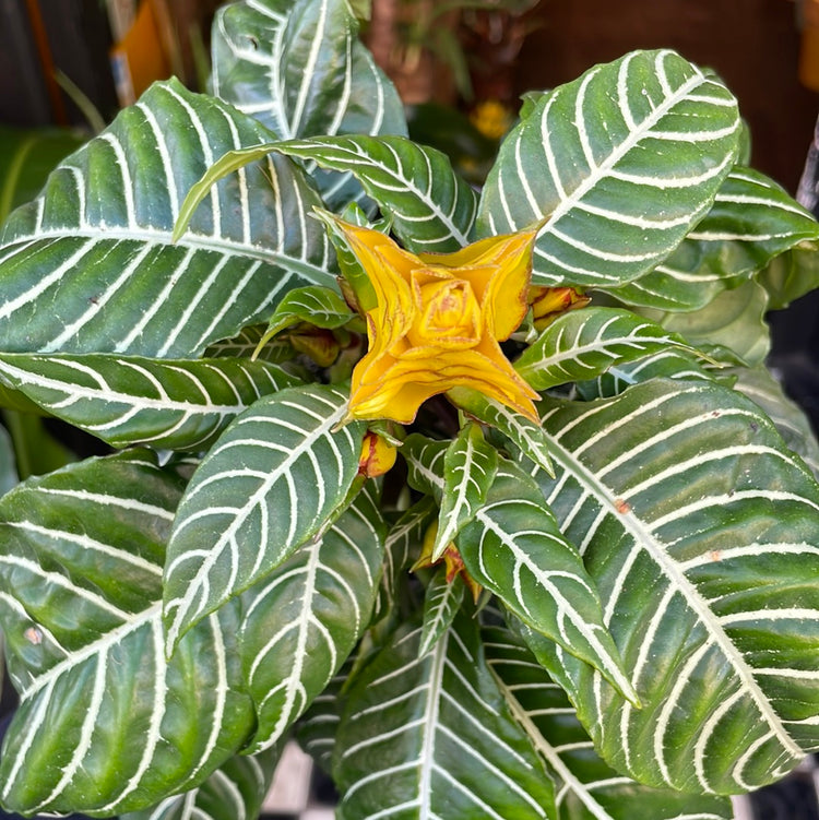 A Aphelandra Dania plant also know as a Zebra plant in the Plant Shop in Chiswick London