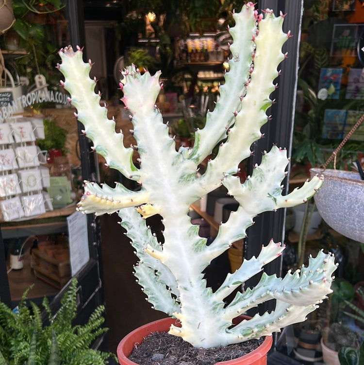 A Euphorbia Lactea White Ghost plant also known as a milk tree in front of Urban Tropicana&