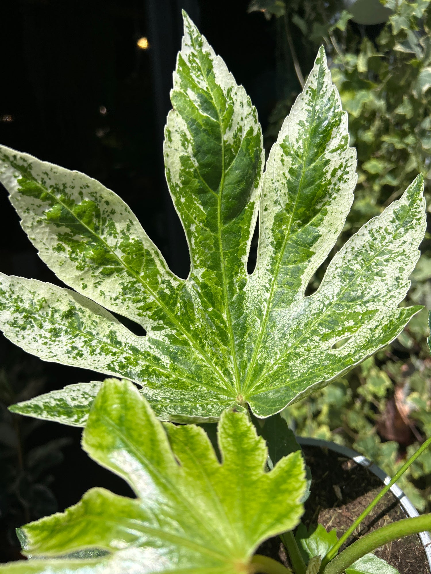 Fatsia Japonica ‘Spider’s Web’  Leaf in front of Urban Tropicana’s Plant Shop in Chiswick London