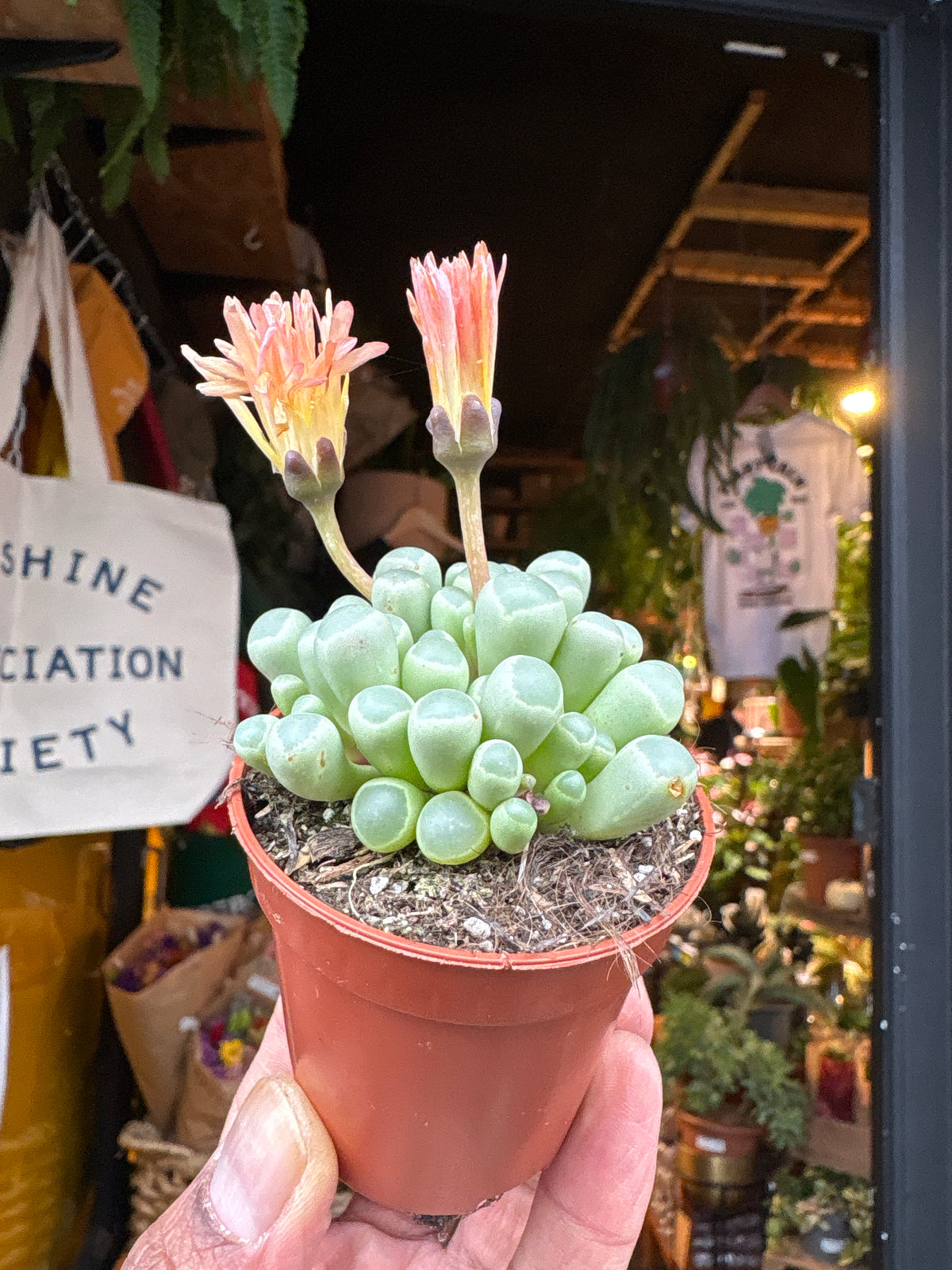 Fenestraria rhopalophylla succulent in 5.5cm pot outside Urban Tropicana plant shop in Chiswick, London