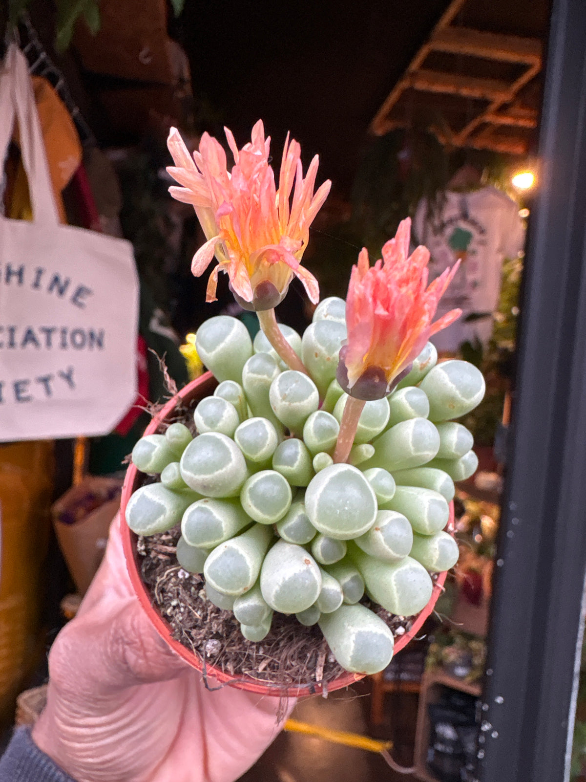 Fenestraria rhopalophylla succulent in 5.5cm pot outside Urban Tropicana plant shop in Chiswick, London