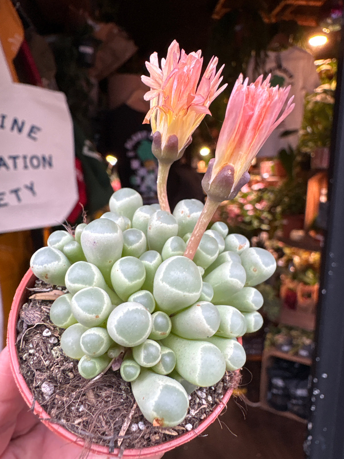 Fenestraria rhopalophylla succulent in 5.5cm pot outside Urban Tropicana plant shop in Chiswick, London