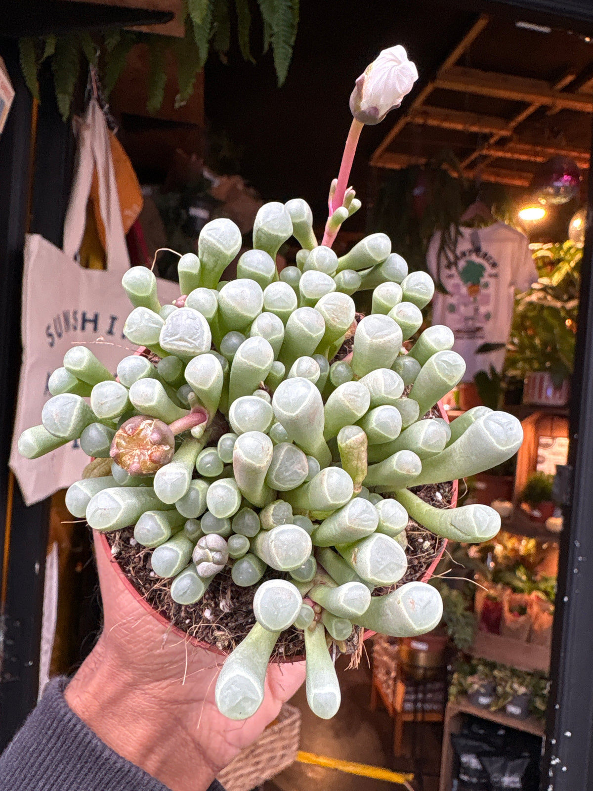 Fenestraria rhopalophylla succulent in 8.5cm pot outside Urban Tropicana plant shop in Chiswick, London