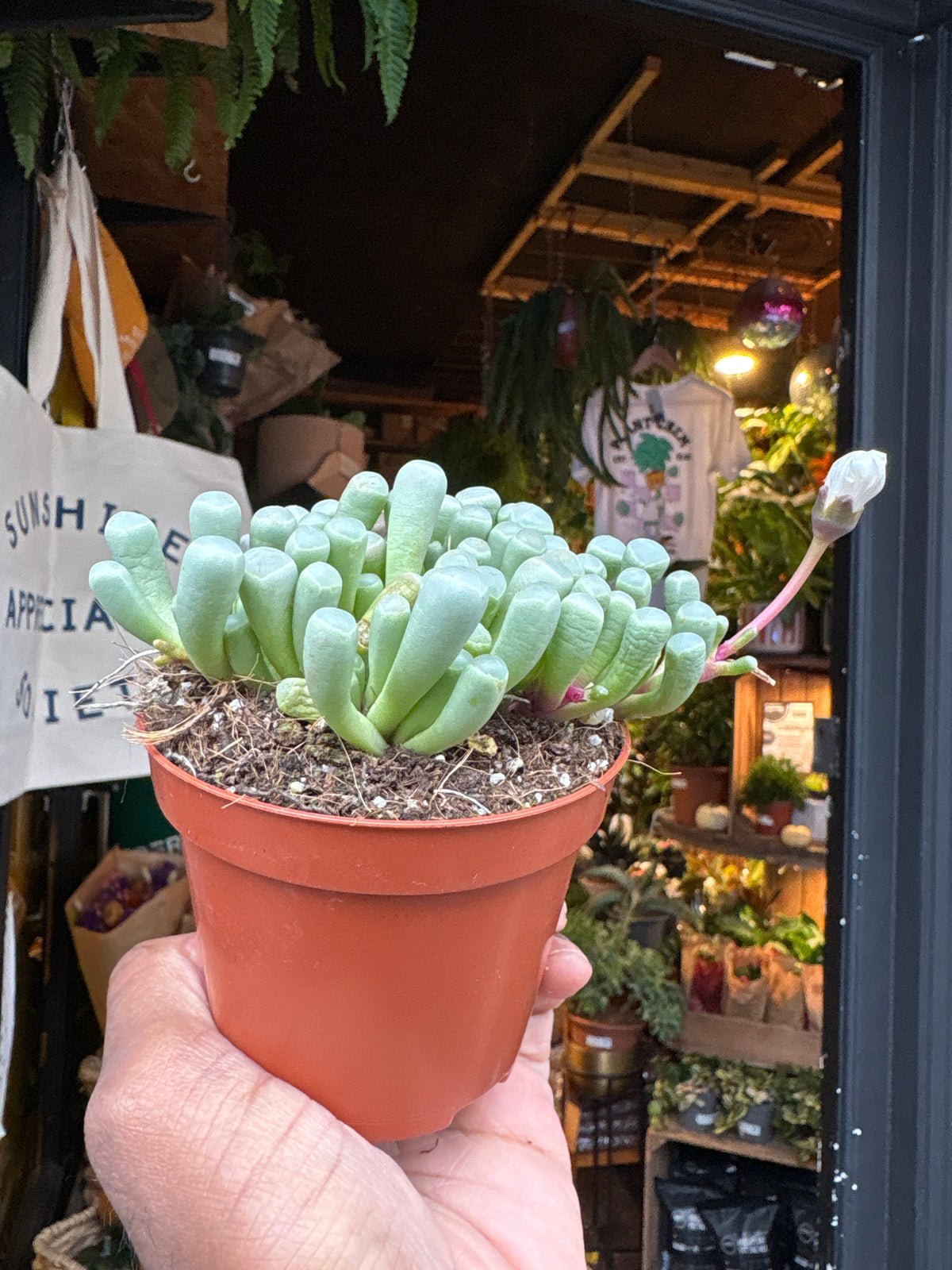 Fenestraria rhopalophylla succulent in 8.5cm pot outside Urban Tropicana plant shop in Chiswick, London
