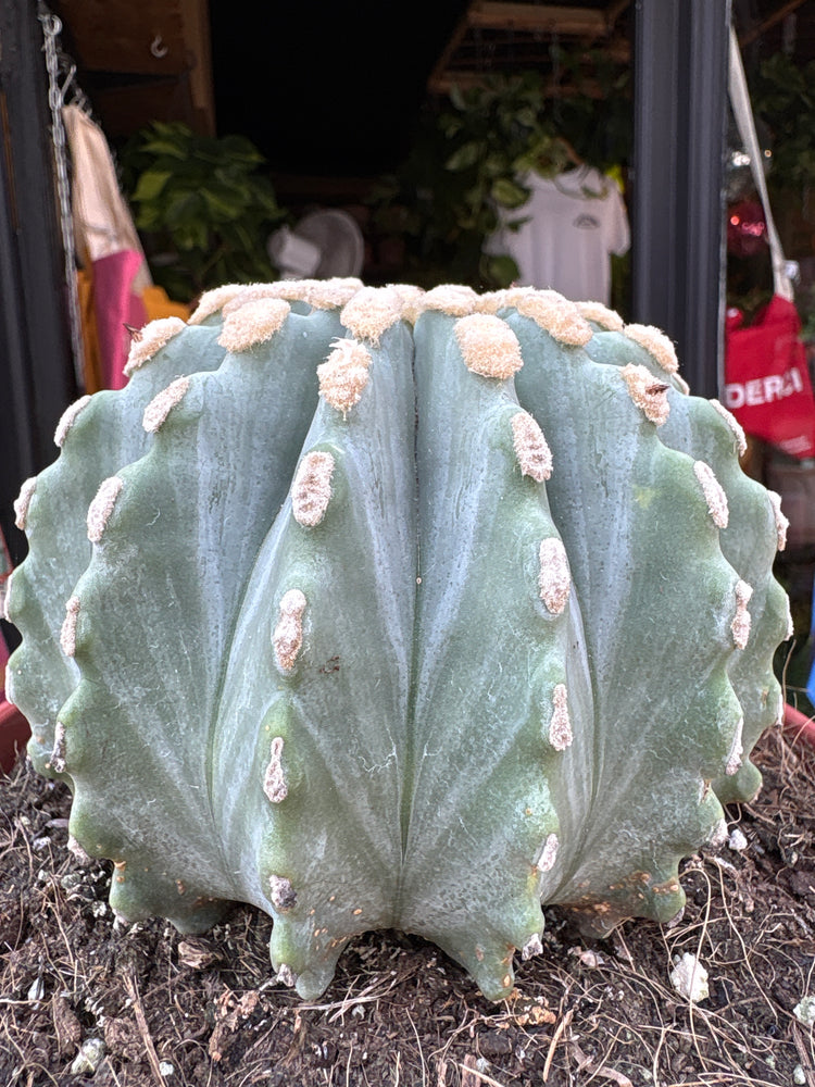 Ferocactus Glaucescens Inermis, also known as Spineless Blue Barrel Cactus, outside Urban Tropicana, a houseplant store in Chiswick London