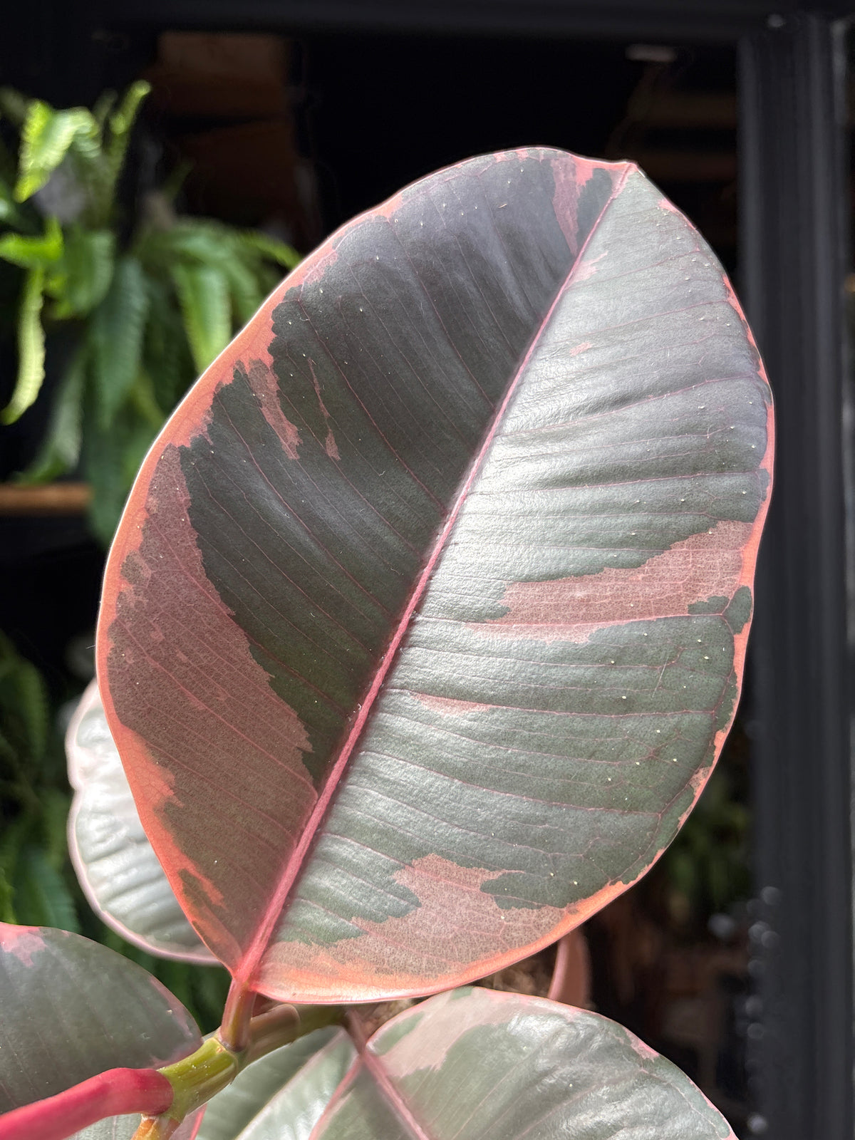 Ficus Belize, or Rubber Tree or Rubber Plant, outside Urban Tropicana, a houseplant store in Chiswick, London