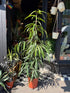 A Ficus Binnendijkii ‘Alii’ plant in front of Urban Tropicana’s Plant Shop in Chiswick London