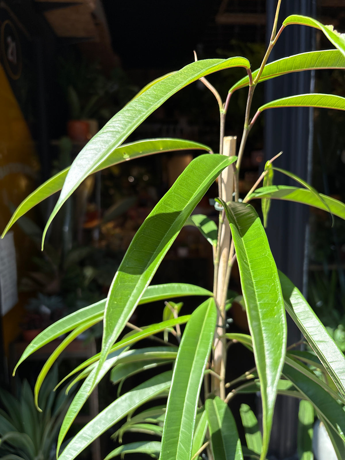 A Ficus Binnendijkii ‘Alii’ plant in front of Urban Tropicana’s Plant Shop in Chiswick London