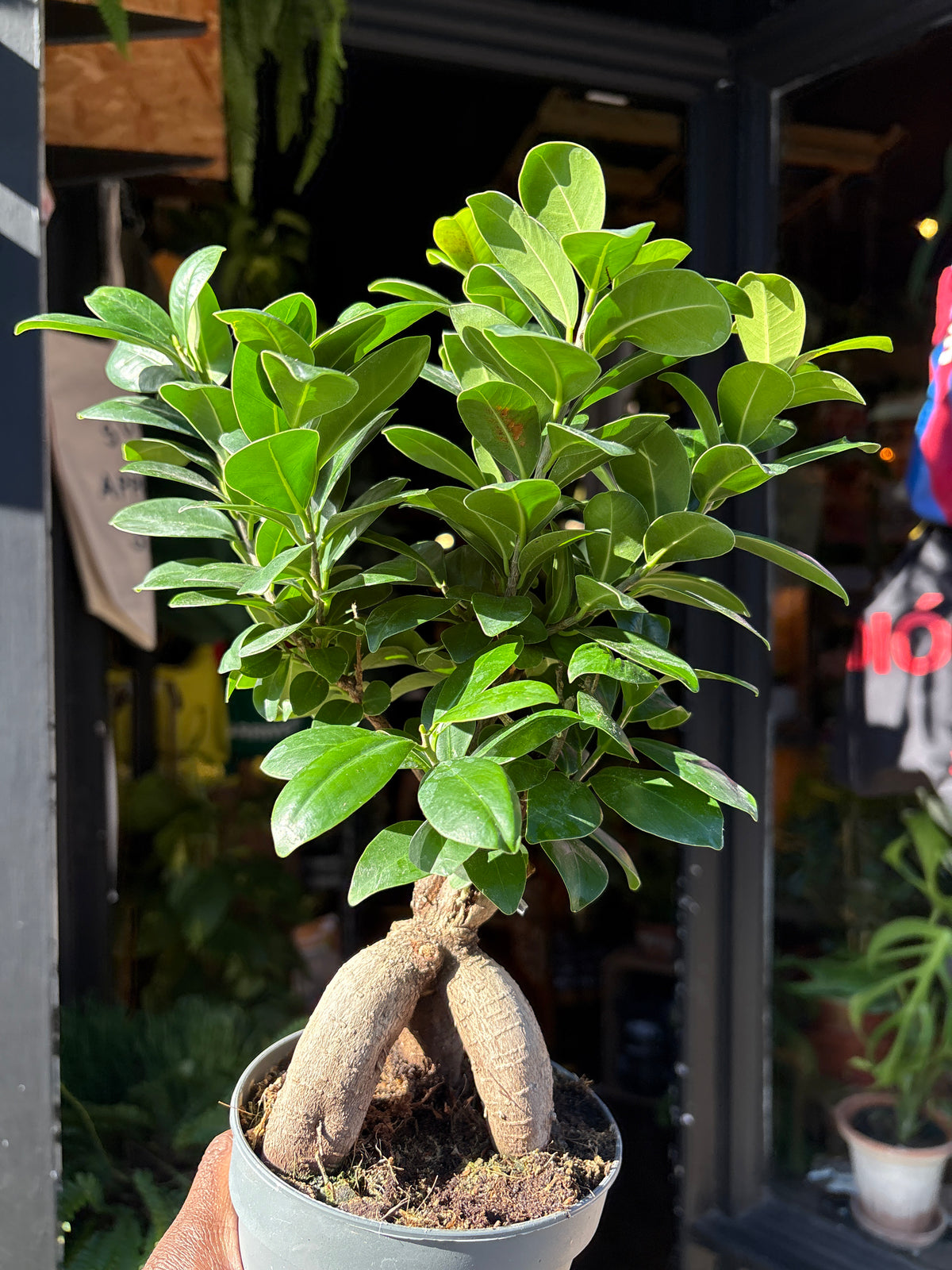 Ficus Ginseng in a 12cm pot in front of Urban Tropicana&