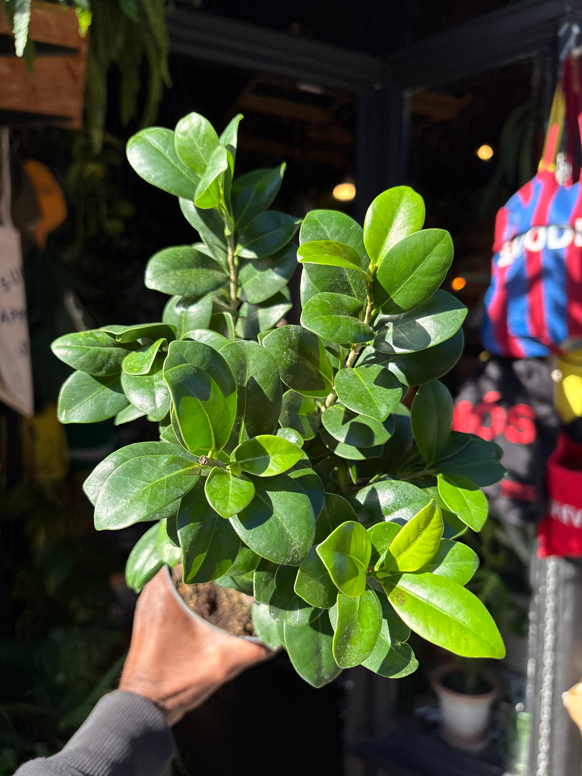 Ficus Ginseng in a 12cm pot in front of Urban Tropicana&