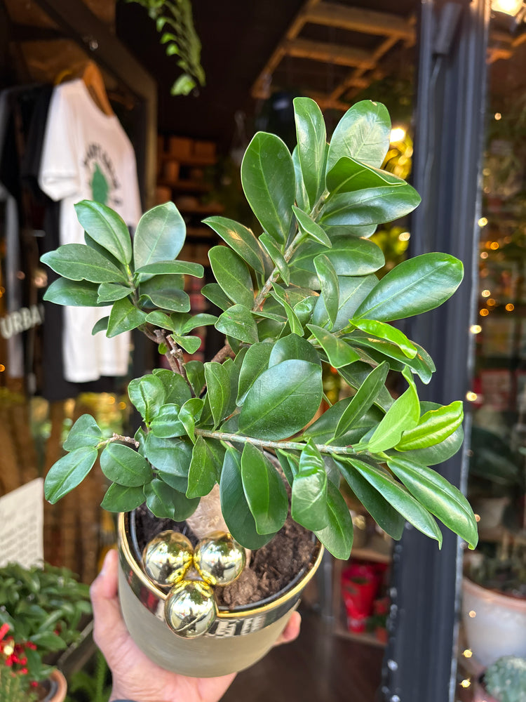A Ficus Ginseng in front of Urban Tropicana’s Plant Shop in Chiswick London