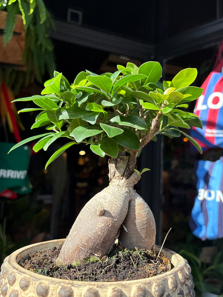 Ficus microcarpa ‘Ginseng’ bonsai in 19cm ceramic pot outside Urban Tropicana plant shop in Chiswick, London
