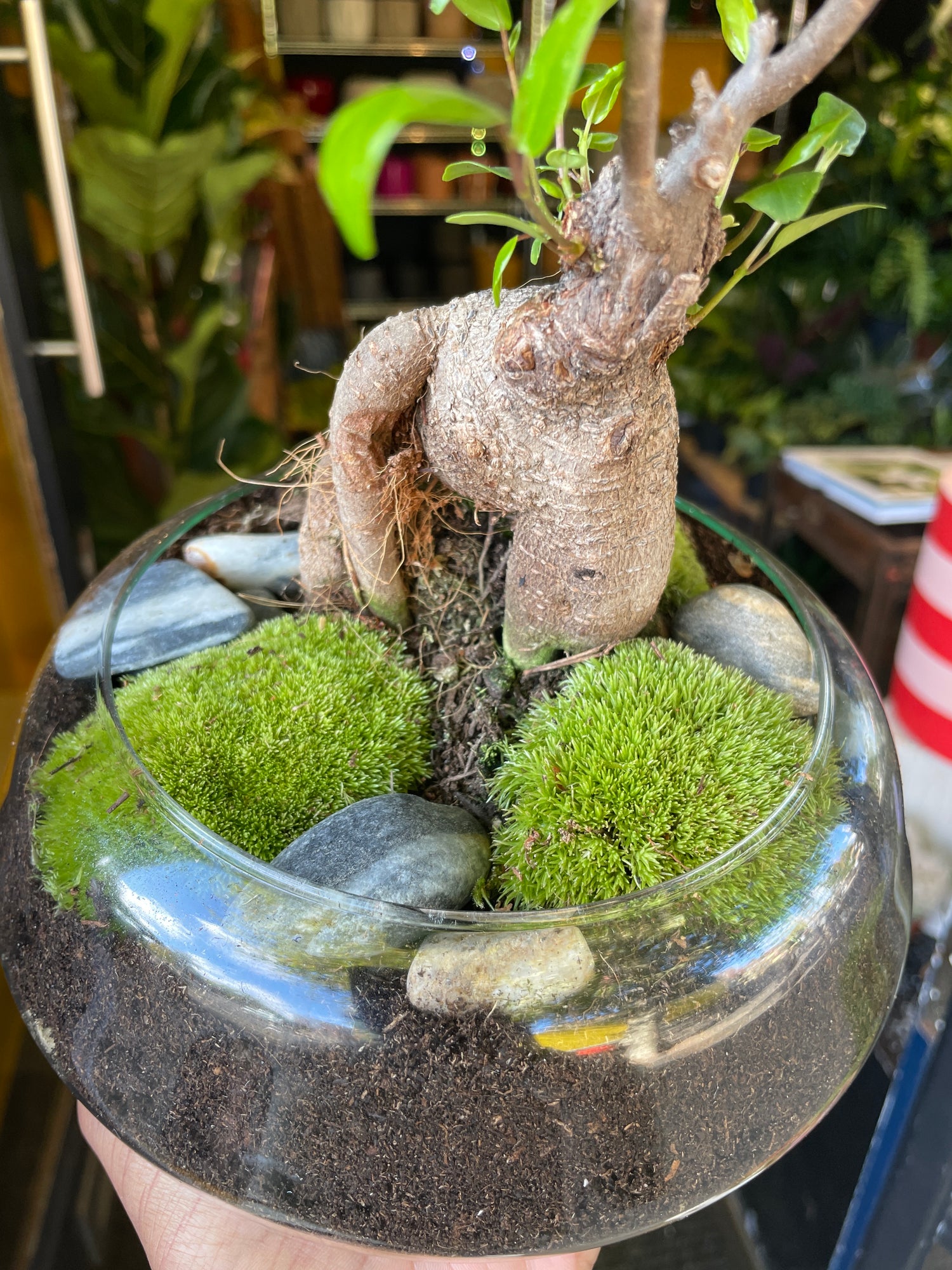 A Ficus Ginseng Mini Garden plant in front of Urban Tropicana&
