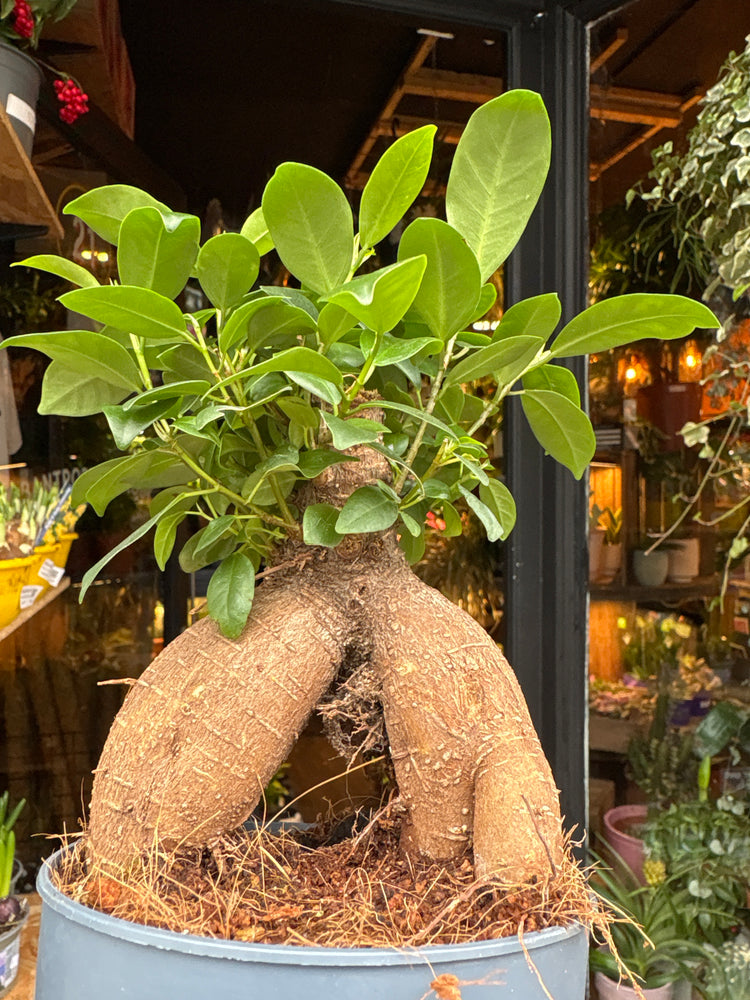 A Ficus Ginseng Retusa plant in front of Urban Tropicana’s Plant Shop in Chiswick London