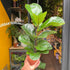 A Ficus Lyrata Bambino plant in front of Urban Tropicana&
