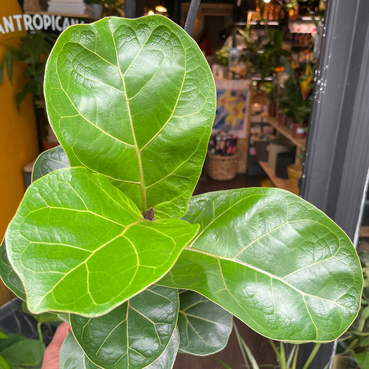 A Ficus Lyrata Bambino plant in front of Urban Tropicana&