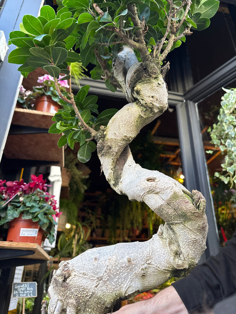 A Ficus Microcarpa ‘Ginseng’ plant in front of Urban Tropicana’s Plant Shop in Chiswick London