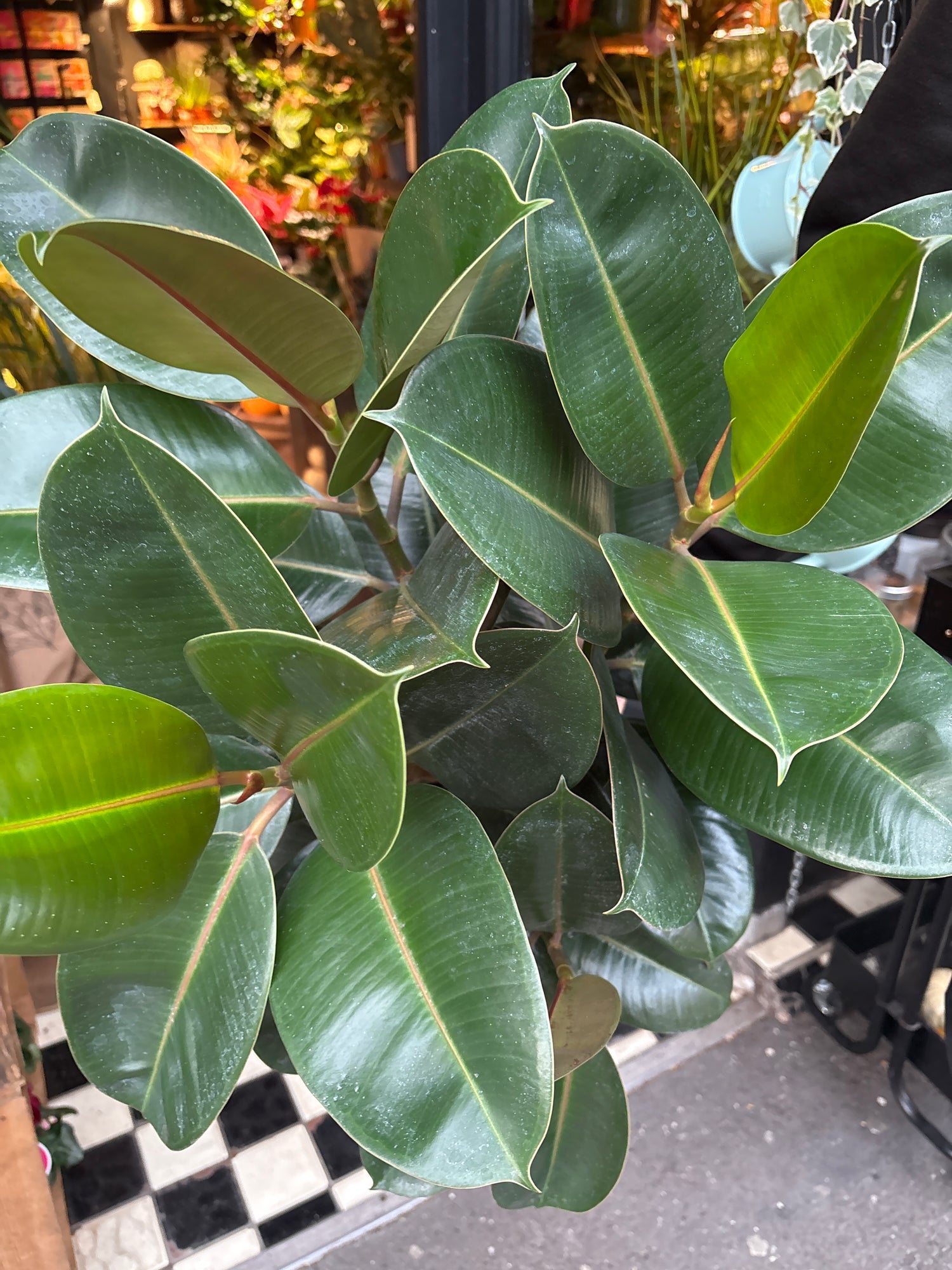 A Ficus Robusta plant in front of Urban Tropicana’s Plant Shop in Chiswick London