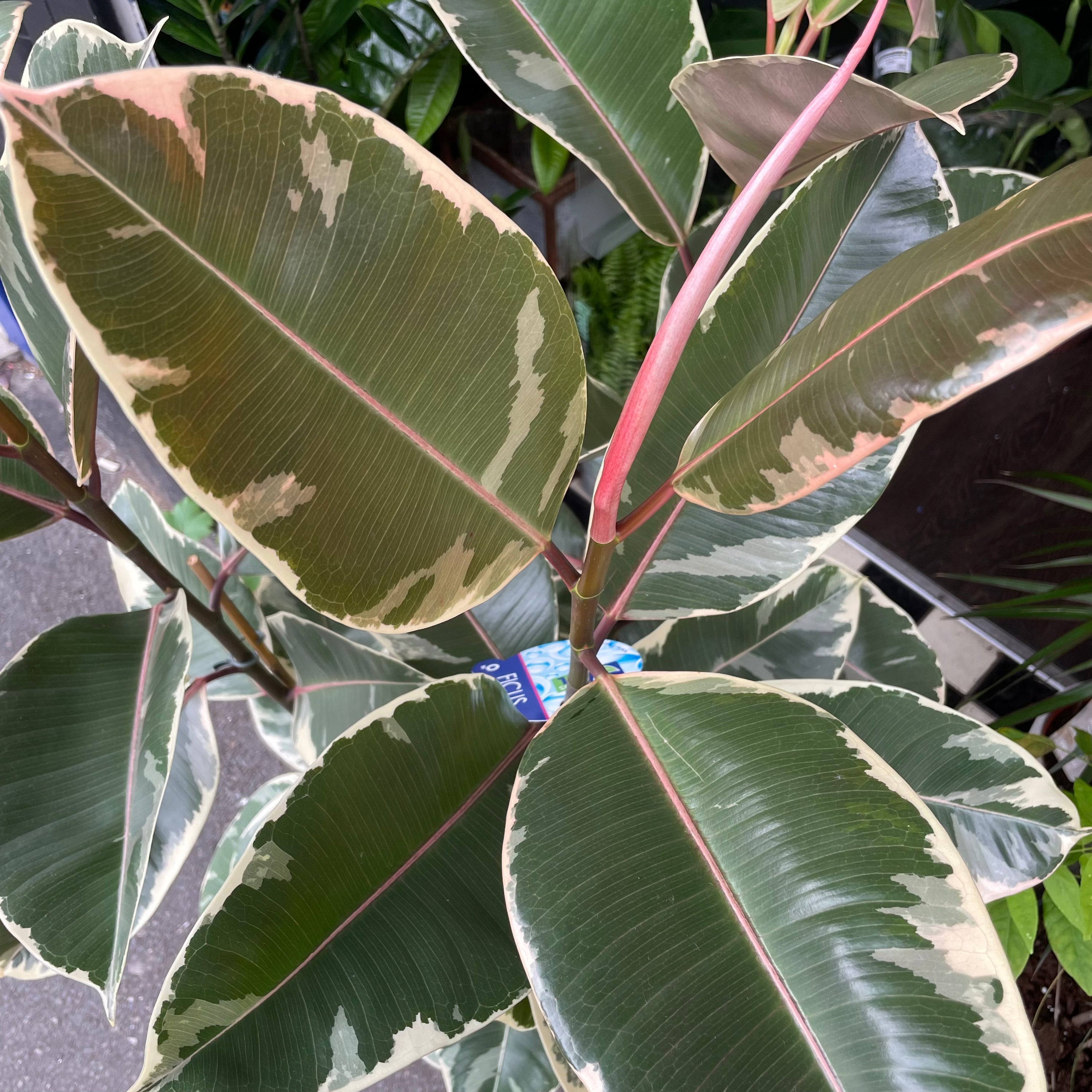A Ficus Tineke also know as a Rubber Plant in front of Urban Tropicana&