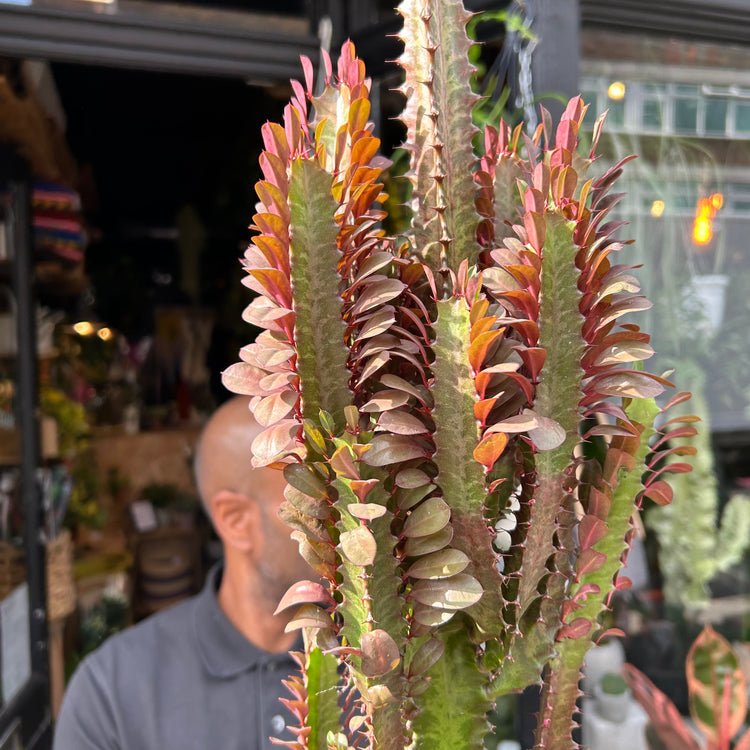 A Euphorbia Trigona Rubra plant also known as a milk tree in front of Urban Tropicana&