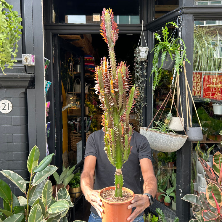 A Euphorbia Trigona Rubra plant also known as a milk tree in front of Urban Tropicana&