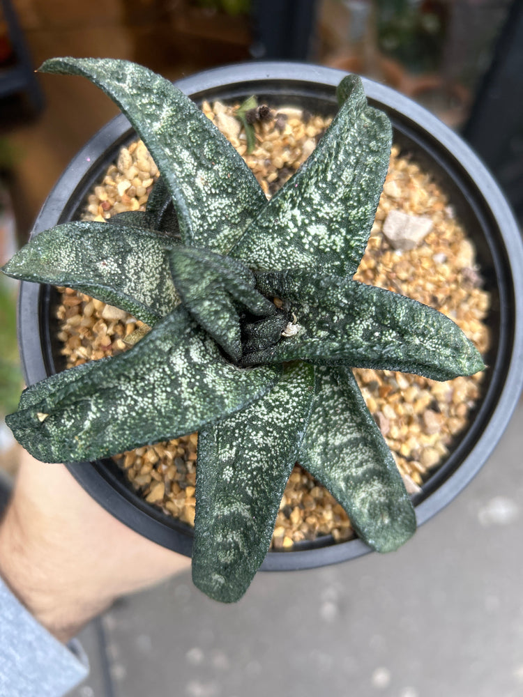 A Gasteria Batesiana plant in front of Urban Tropicana’s Plant Shop in Chiswick London