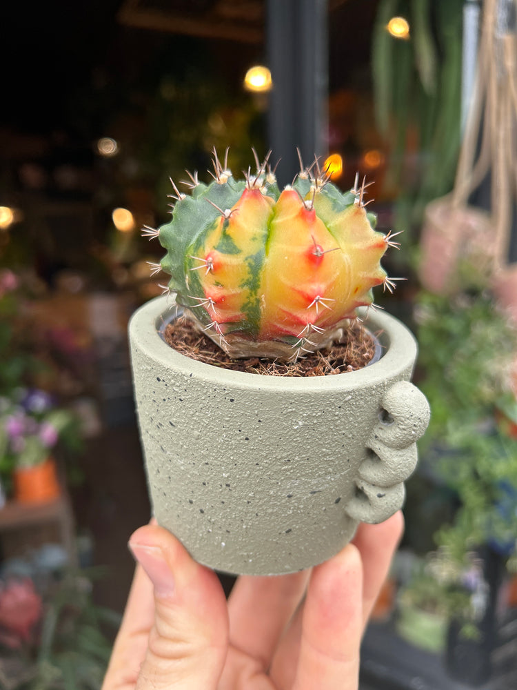 A Gymnocalycium plant in front of Urban Tropicana’s Plant Shop in Chiswick London