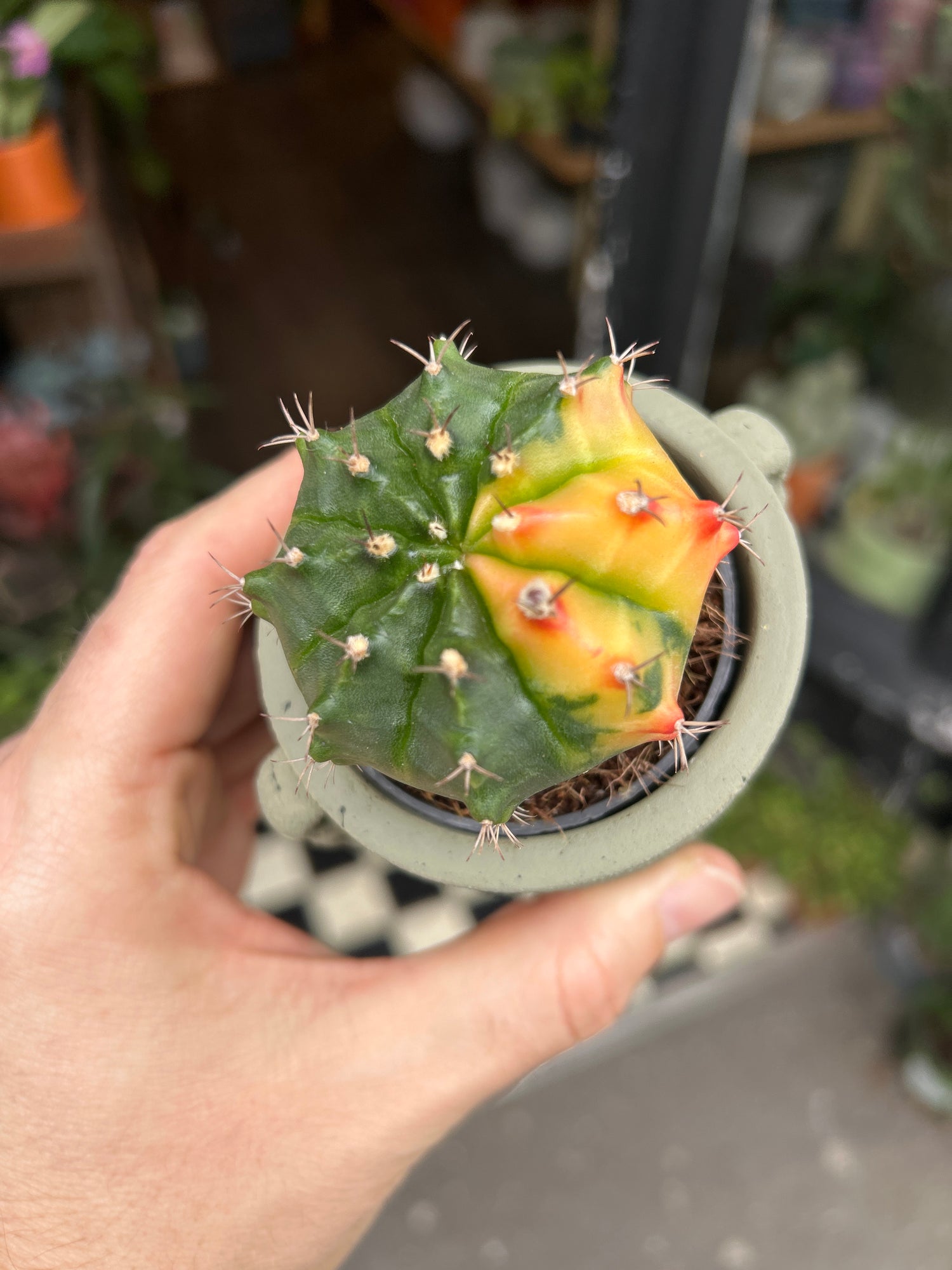 A Gymnocalycium plant in front of Urban Tropicana’s Plant Shop in Chiswick London