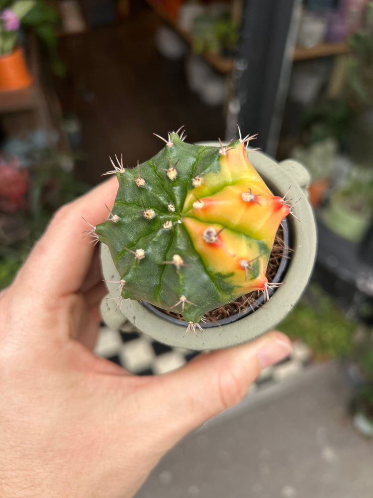 A Gymnocalycium plant in front of Urban Tropicana’s Plant Shop in Chiswick London