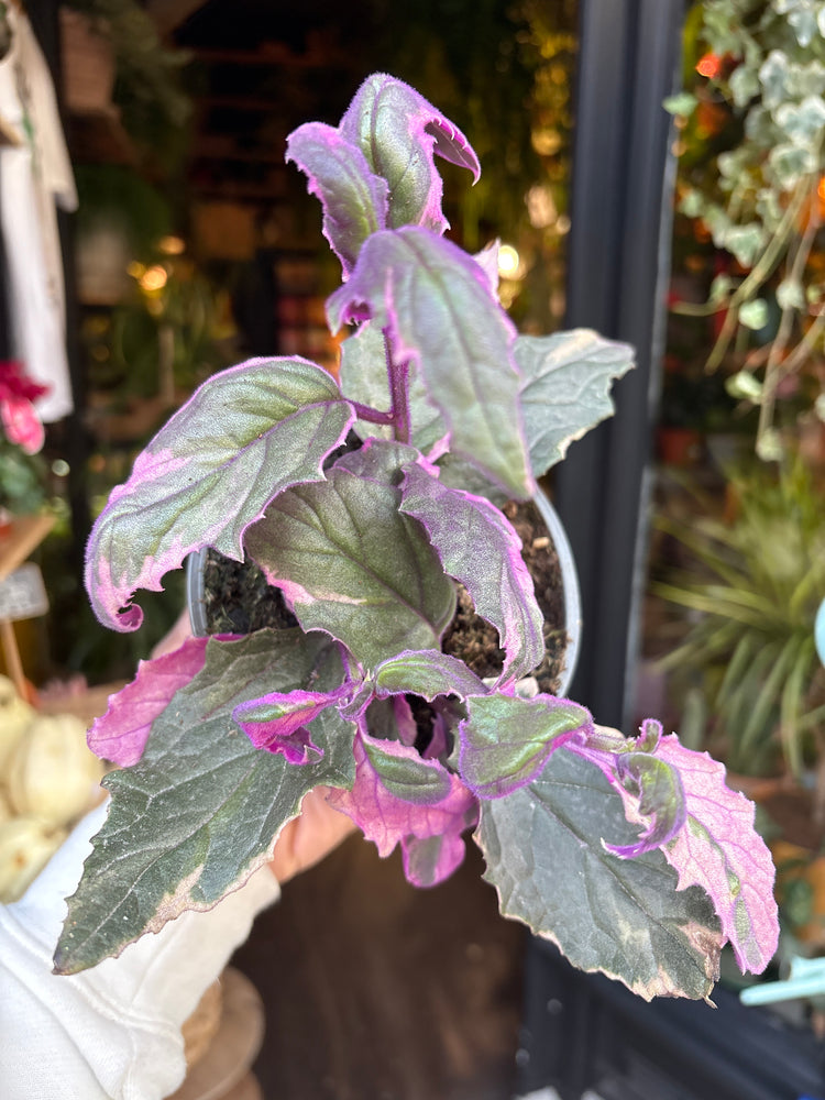 A Gynura Variegated plant in front of Urban Tropicana’s Plant Shop in Chiswick London