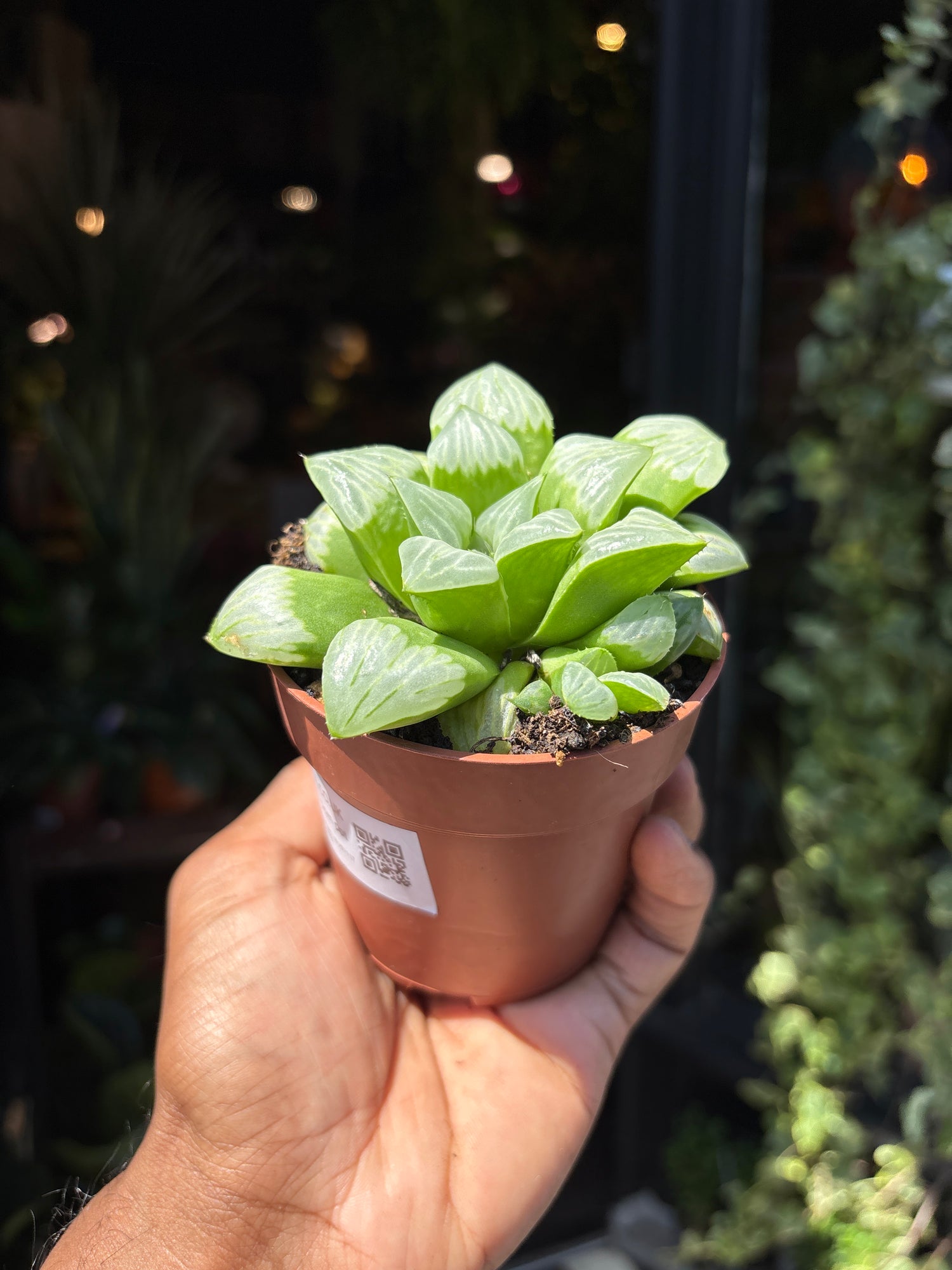 Haworthia Retusa in front of Urban Tropicana’s Plant Shop in Chiswick London