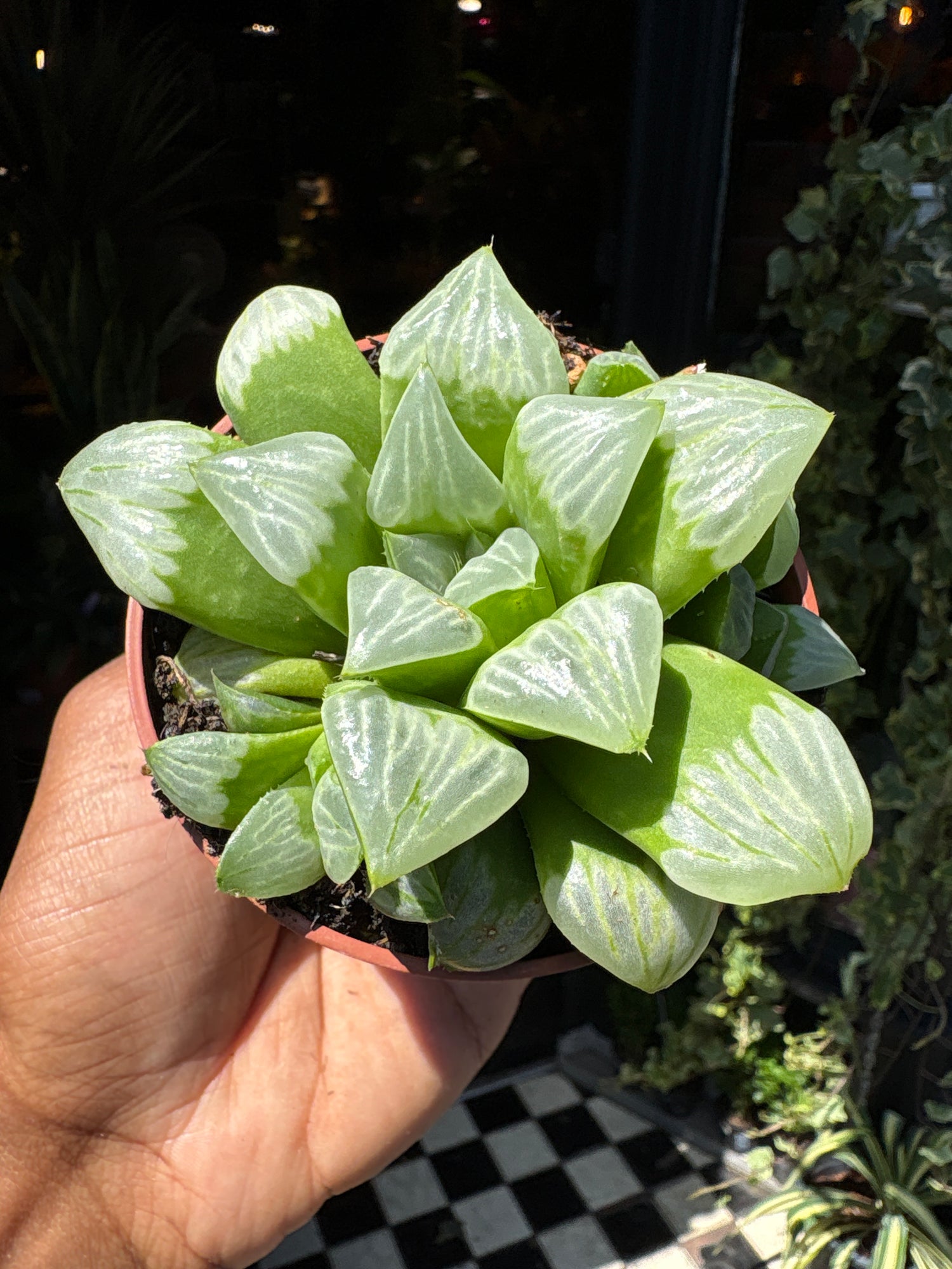 Haworthia Retusa in front of Urban Tropicana’s Plant Shop in Chiswick London