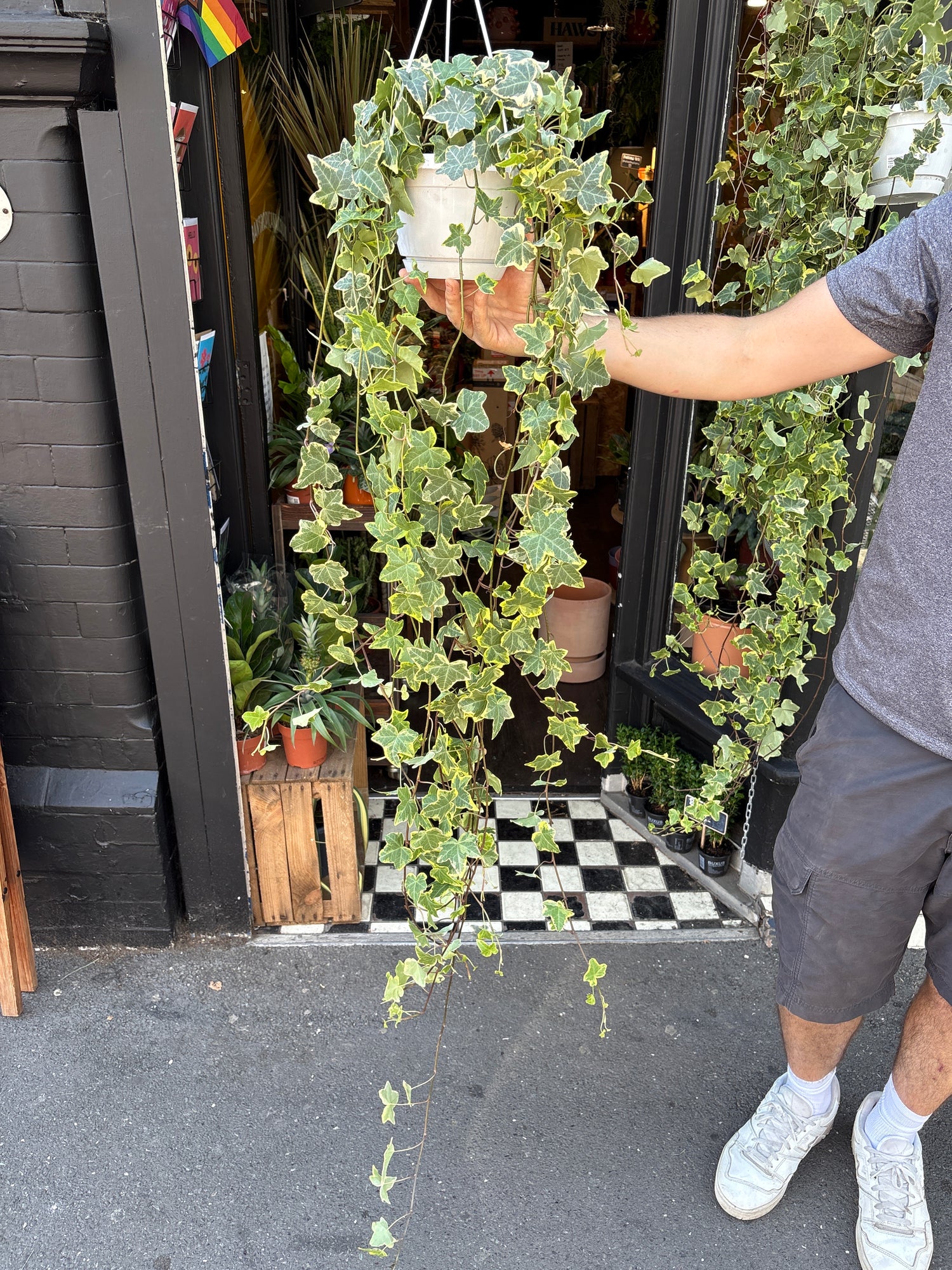 Hedera Helix (ivy) ‘Goldchild’ in front of Urban Tropicana’s Plant Shop in Chiswick London