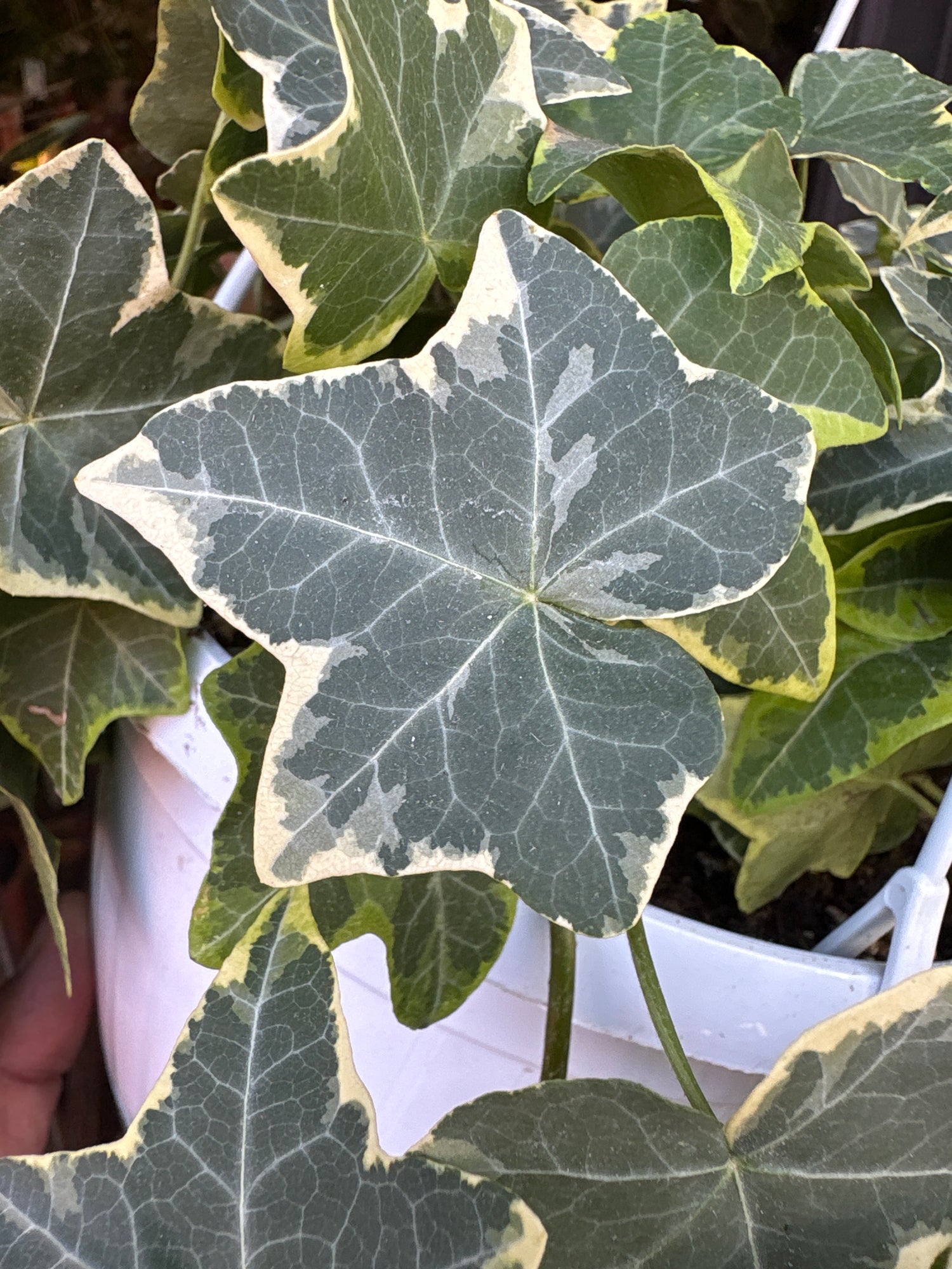 Hedera Helix (ivy) ‘Goldchild’ in front of Urban Tropicana’s Plant Shop in Chiswick London
