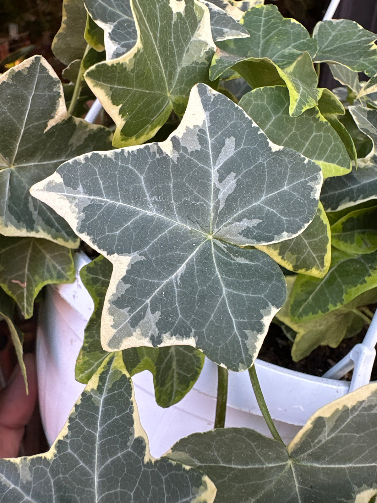 Hedera Helix (ivy) ‘Goldchild’ in front of Urban Tropicana’s Plant Shop in Chiswick London