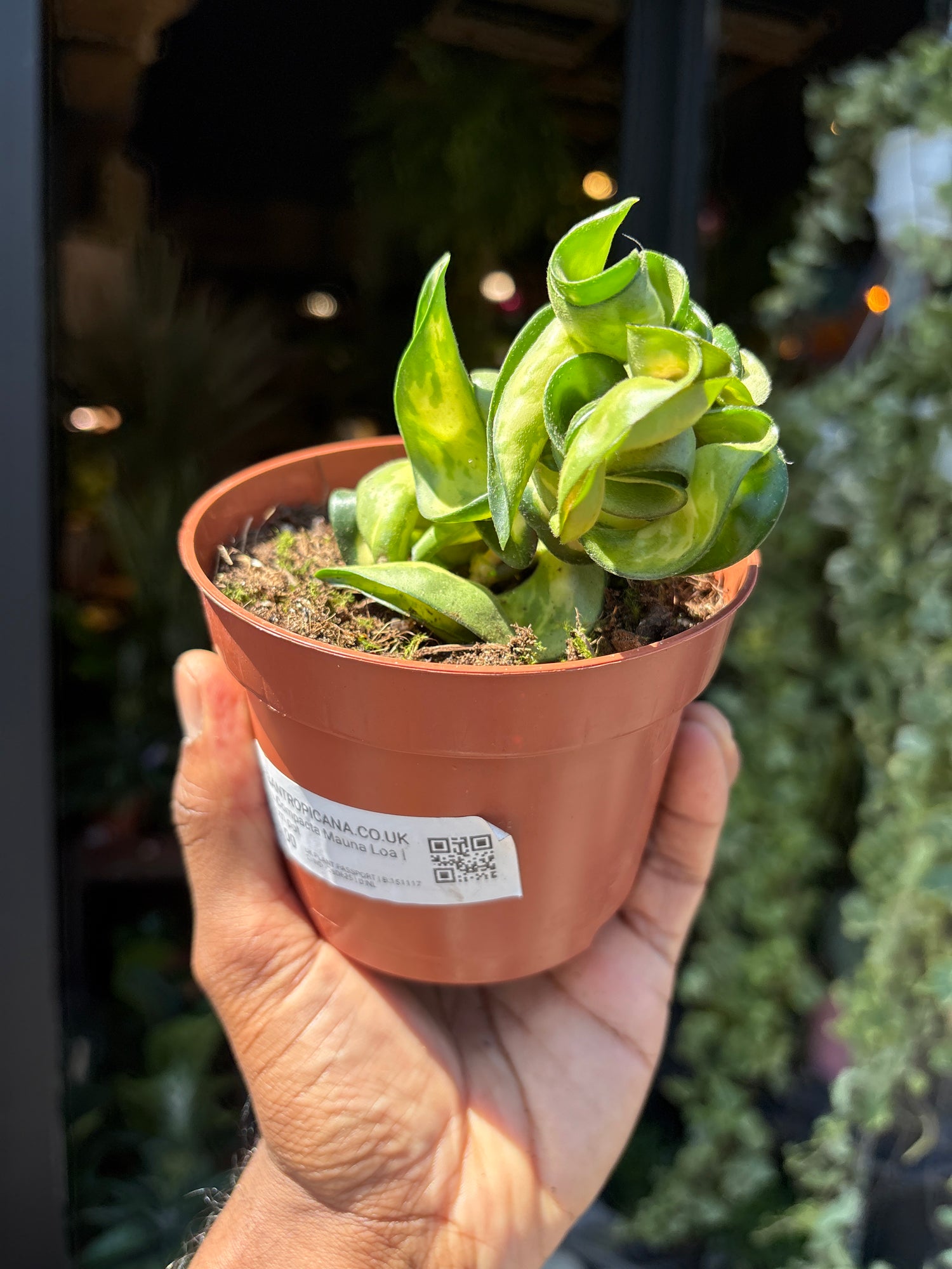 A Hoya Compacta Mauna loa plant in front of Urban Tropicana&
