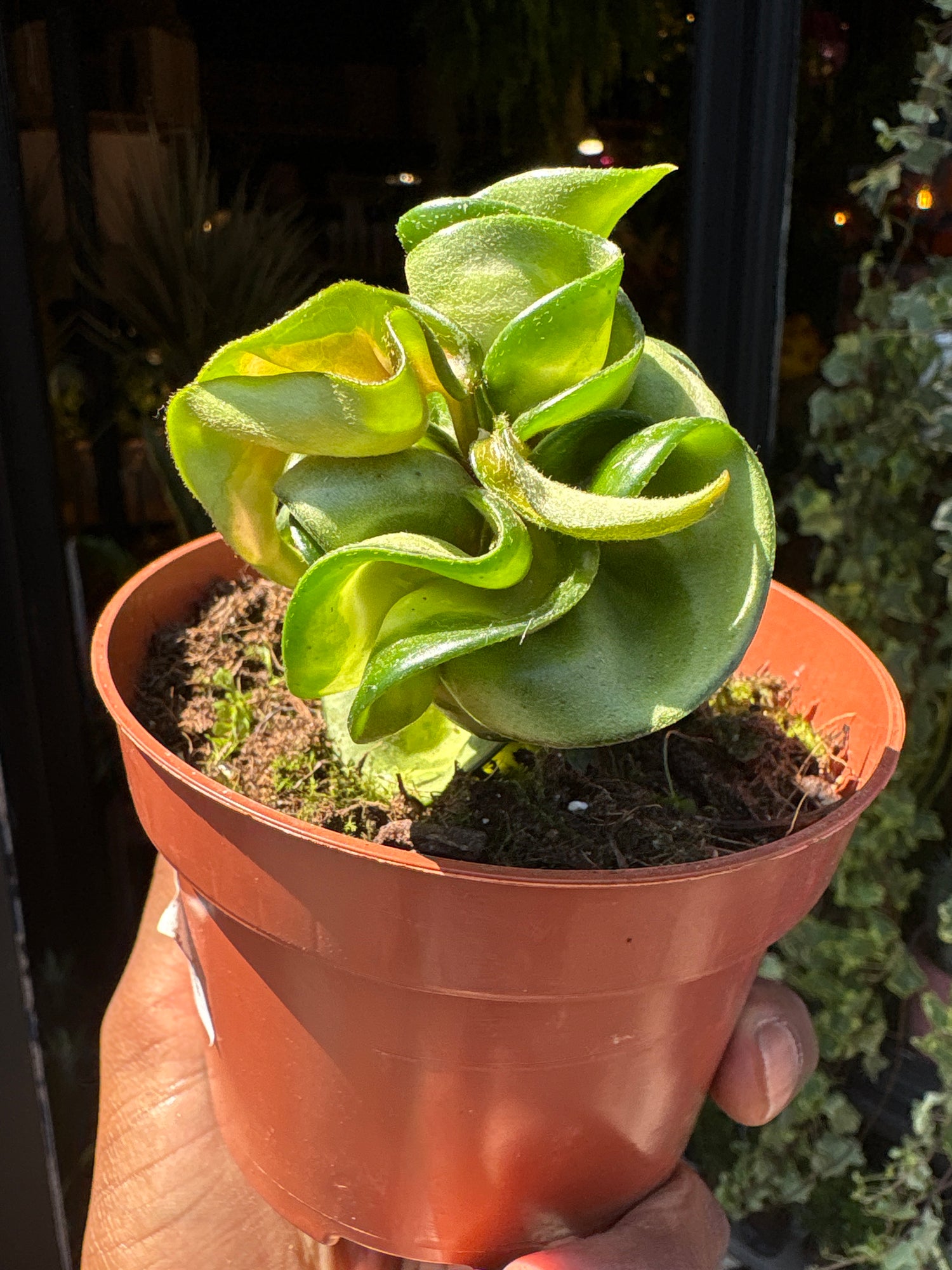 A Hoya Compacta Mauna loa plant in front of Urban Tropicana&