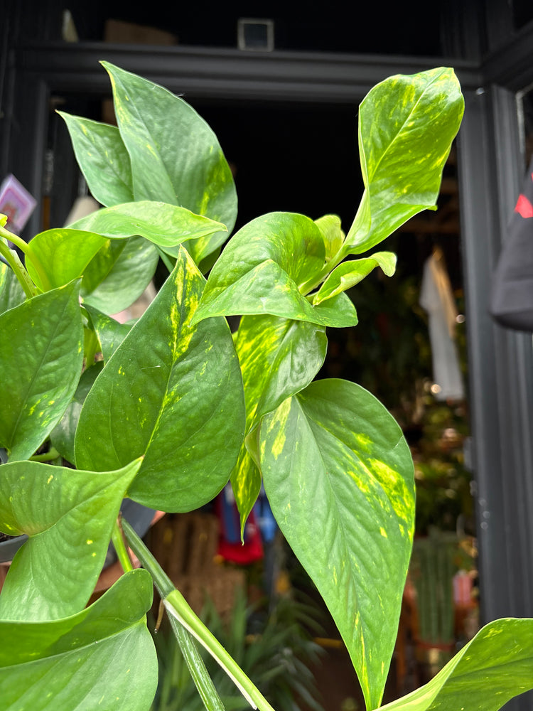 An Epipremnum Aureum Leaf also know as a Devils Ivy in front of Urban Tropicana&