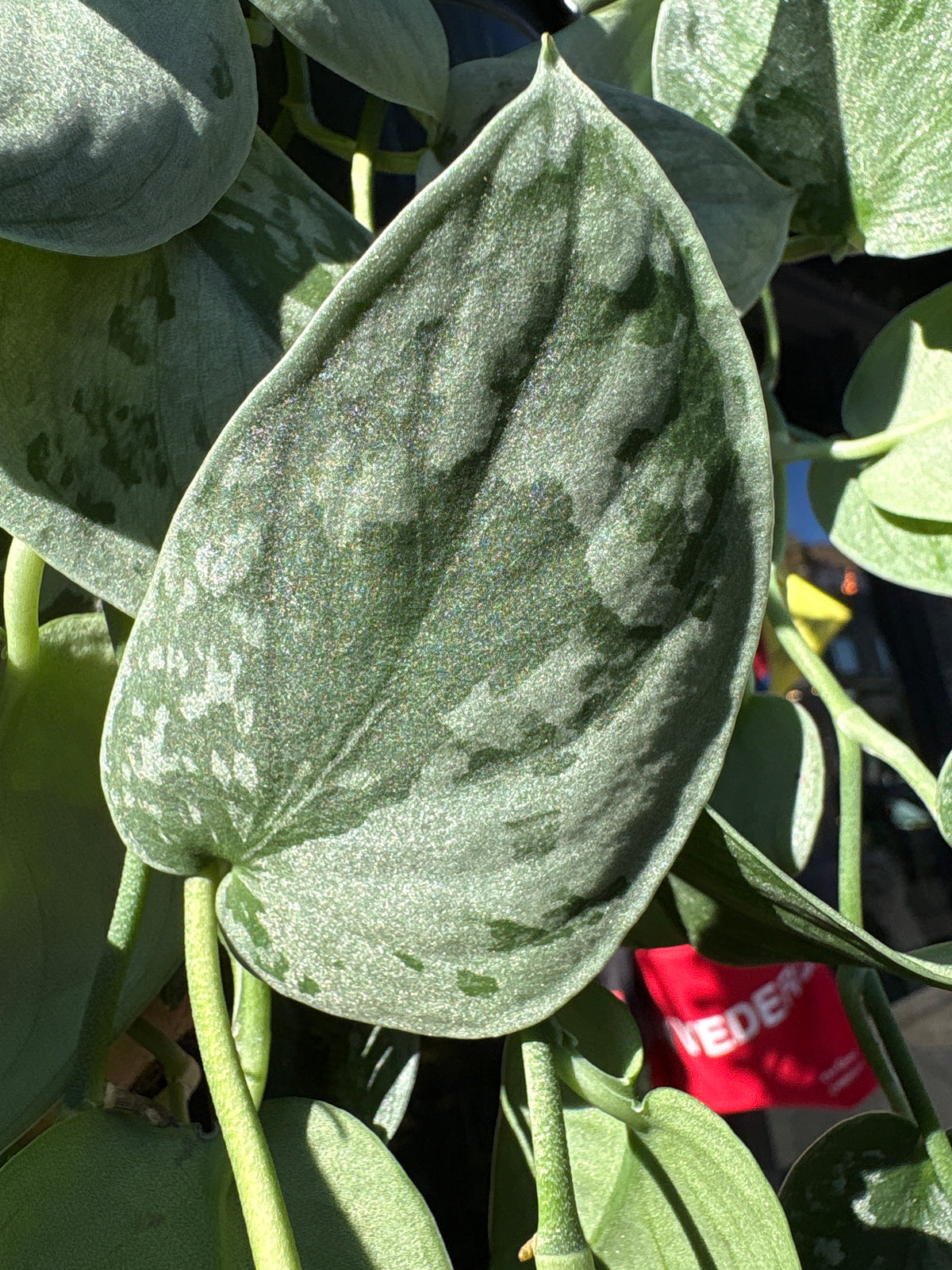Hanging Scindapsus Pictus Silvery Ann in a 14cm pot outside Urban Tropicana’s houseplant store in Chiswick, London