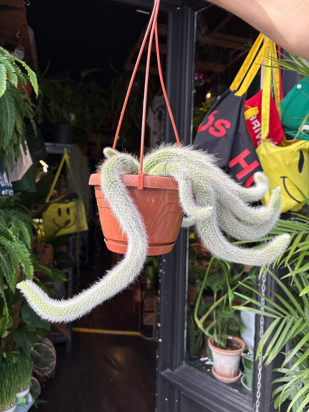 Hildewintera colademononis (Monkey Tail Cactus) in 17cm pot outside Urban Tropicana plant shop in Chiswick, London