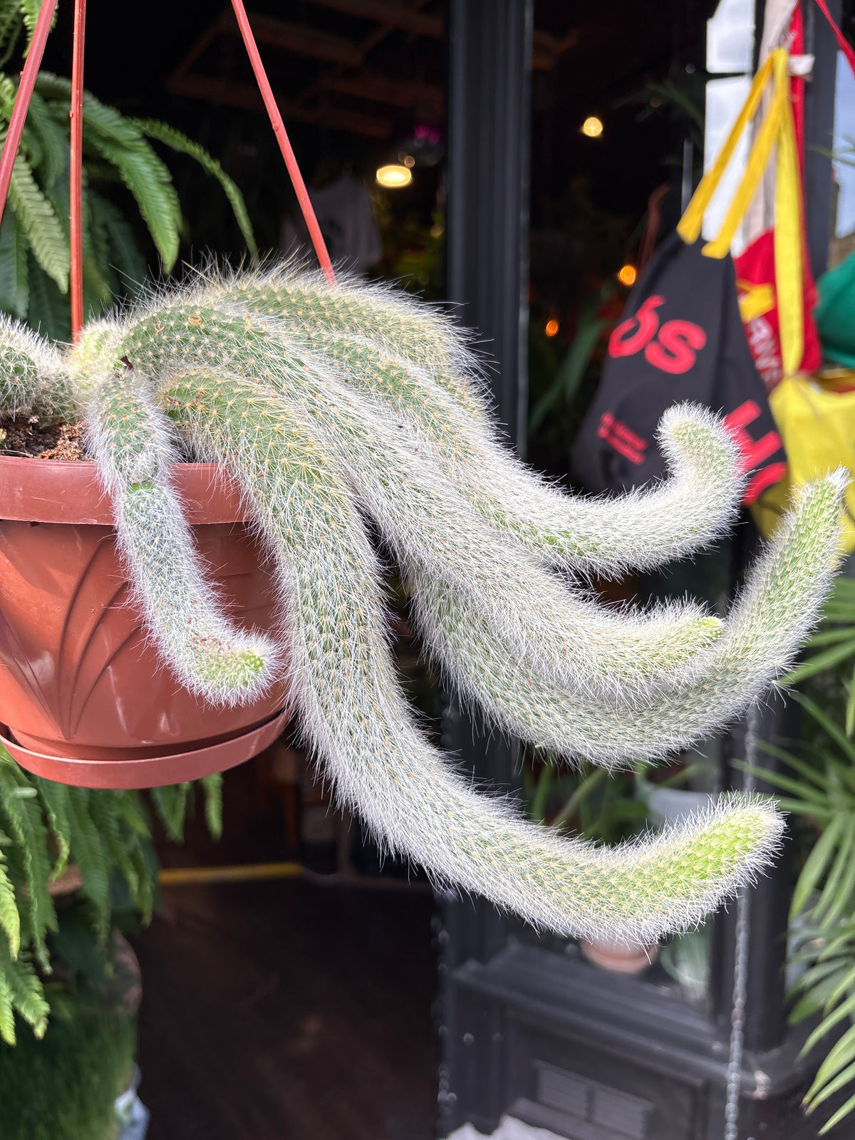 Hildewintera colademononis (Monkey Tail Cactus) in 17cm pot outside Urban Tropicana plant shop in Chiswick, London