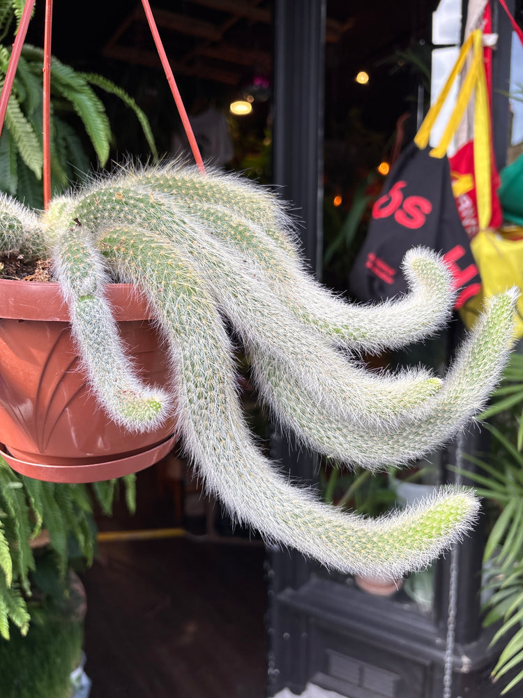 Hildewintera colademononis (Monkey Tail Cactus) in 17cm pot outside Urban Tropicana plant shop in Chiswick, London