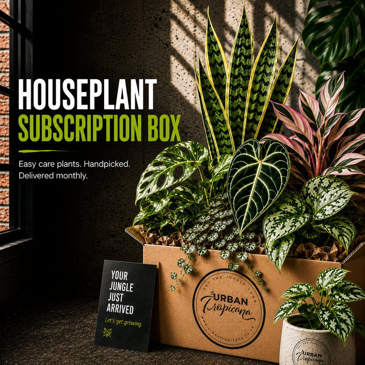 Houseplant subscription box with various plants and branded card on a dark surface.