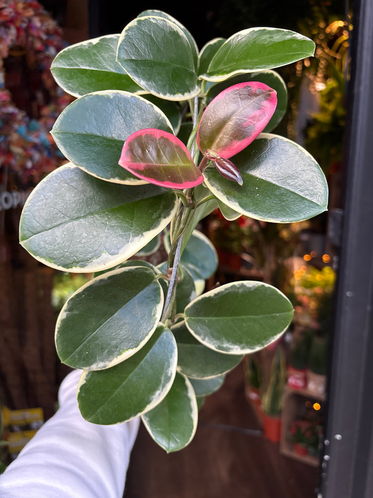 A Hoya Australis Blondie in front of Urban Tropicana’s Plant Shop in Chiswick London